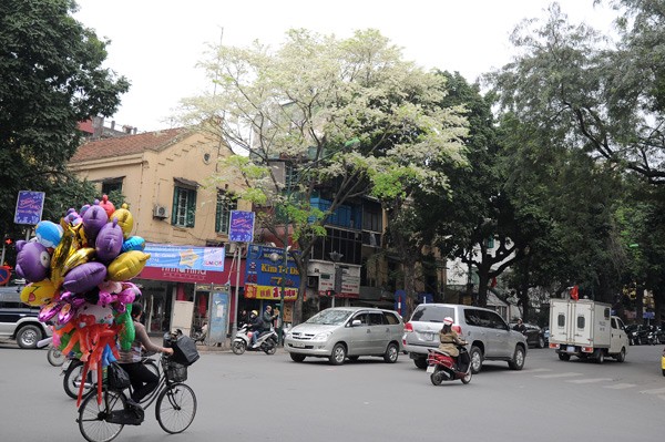 Weiße Blüten der Dalbergien-Bäume in Hanoi - ảnh 6