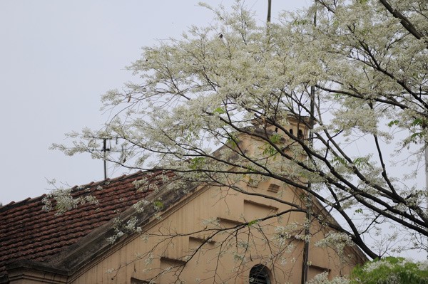 Weiße Blüten der Dalbergien-Bäume in Hanoi - ảnh 7