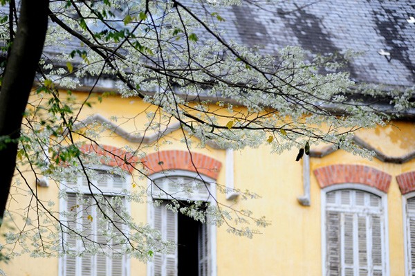Weiße Blüten der Dalbergien-Bäume in Hanoi - ảnh 8