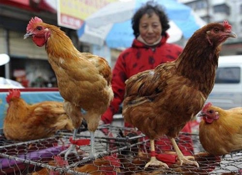 Noch kein Vogelgrippe-Virus H7N9 in Vietnam entdeckt - ảnh 1