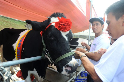 Schönheitswettbewerb der Kühe in Moc Chau - ảnh 8