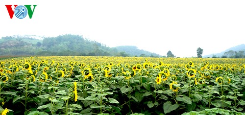 Sonnenblumen in der zentralvietnamesischen Provinz Nghe An - ảnh 1