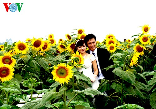 Sonnenblumen in der zentralvietnamesischen Provinz Nghe An - ảnh 10