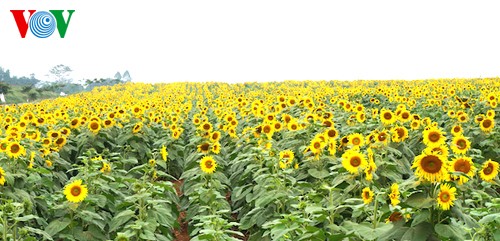 Sonnenblumen in der zentralvietnamesischen Provinz Nghe An - ảnh 2