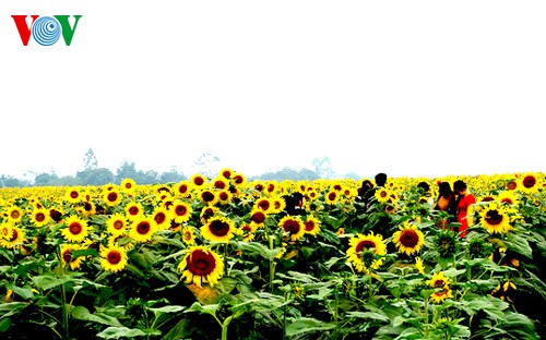 Sonnenblumen in der zentralvietnamesischen Provinz Nghe An - ảnh 4