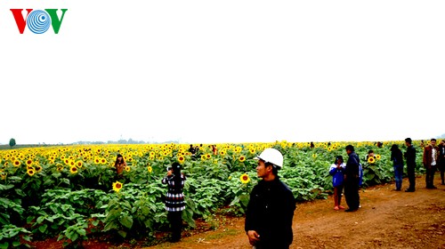 Sonnenblumen in der zentralvietnamesischen Provinz Nghe An - ảnh 5