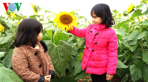 Sonnenblumen in der zentralvietnamesischen Provinz Nghe An - ảnh 6
