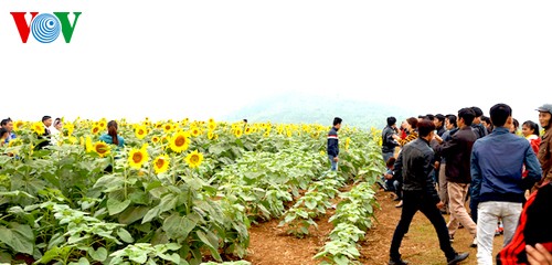 Sonnenblumen in der zentralvietnamesischen Provinz Nghe An - ảnh 7