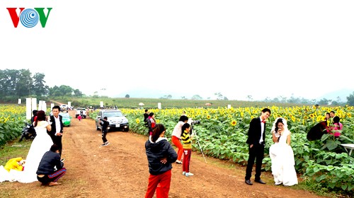 Sonnenblumen in der zentralvietnamesischen Provinz Nghe An - ảnh 8