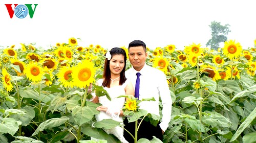 Sonnenblumen in der zentralvietnamesischen Provinz Nghe An - ảnh 9