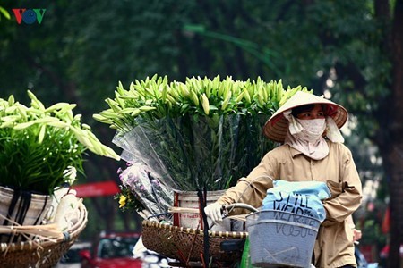 Liliengewächse auf den Straßen Hanois - ảnh 11