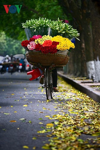 Liliengewächse auf den Straßen Hanois - ảnh 4