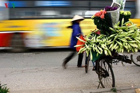 Liliengewächse auf den Straßen Hanois - ảnh 5