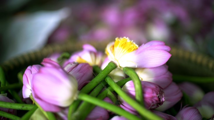 Aroma von Lotusblüten im Tee - ảnh 10