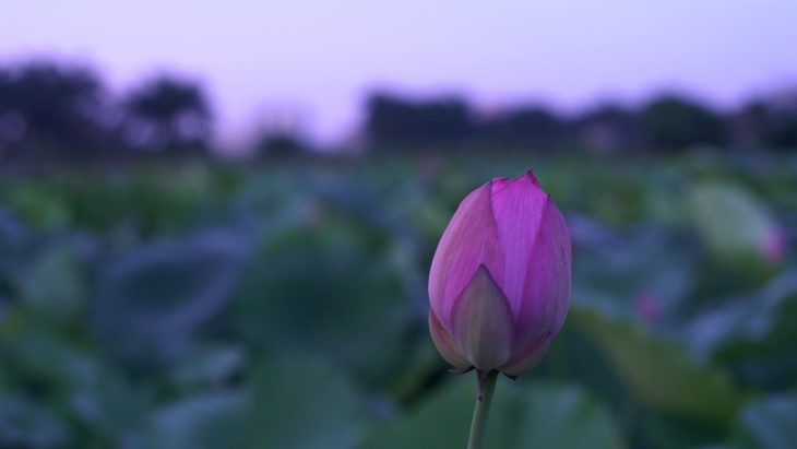 Aroma von Lotusblüten im Tee - ảnh 3