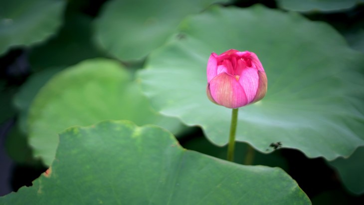 Aroma von Lotusblüten im Tee - ảnh 5