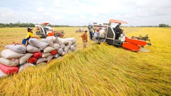 Reisproduktion im vietnamesischen Mekong-Delta erreicht Rekorderträge - ảnh 1