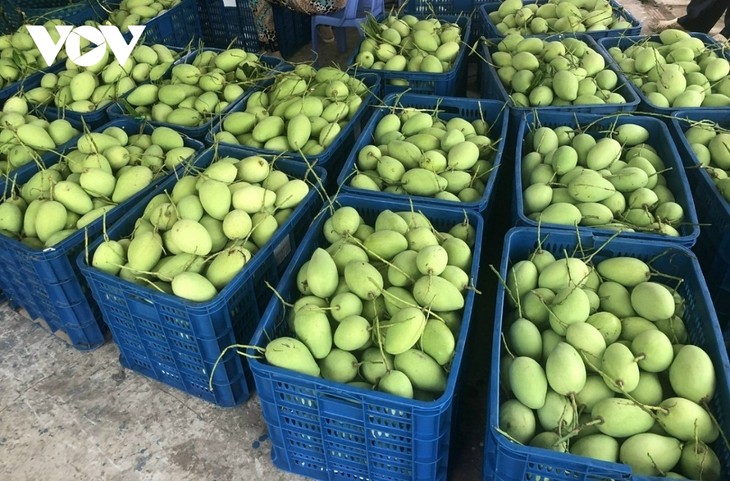 Bauern in Dong Thap exportieren Mango ins Ausland - ảnh 1