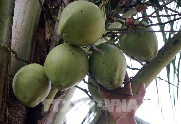 Kokosnuss aus Vietnam erfüllt Exportnormen für US-Markt - ảnh 1