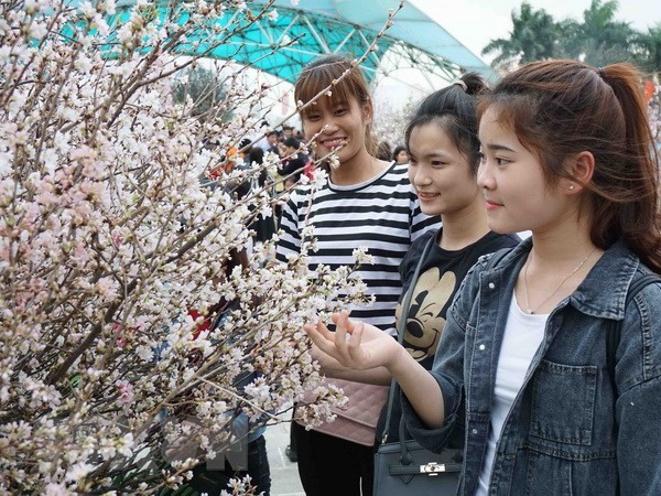 벚꽃 축제를 베트남- 일본 문화 교류 축제로 - ảnh 1