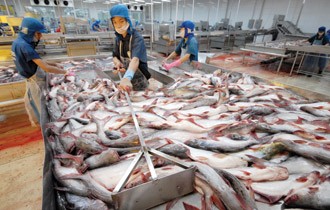 US to apply stricter regulations on catfish - ảnh 1