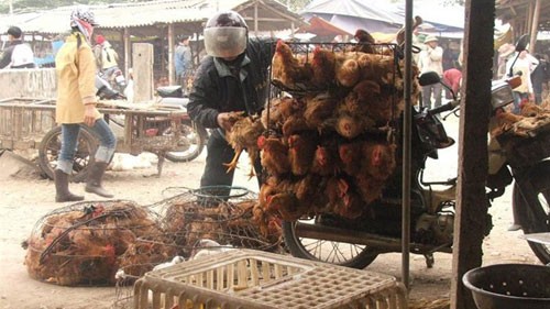 Vietnam se esfuerza por evitar contagio de gripe aviar H7N9 y H5N1 - ảnh 1