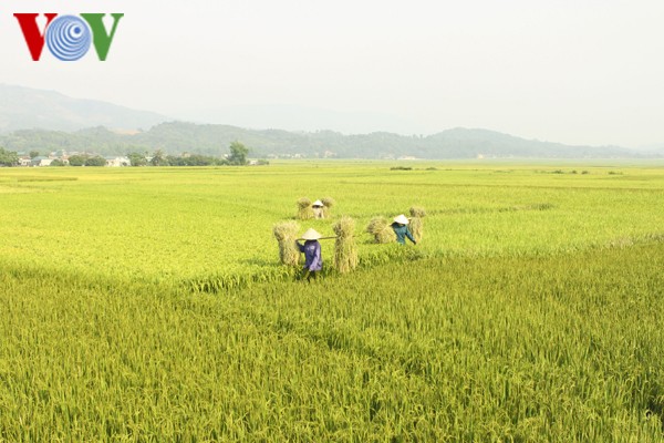 Vietnam figurará entre los cinco mayores productores de arroz en 2017 - ảnh 1