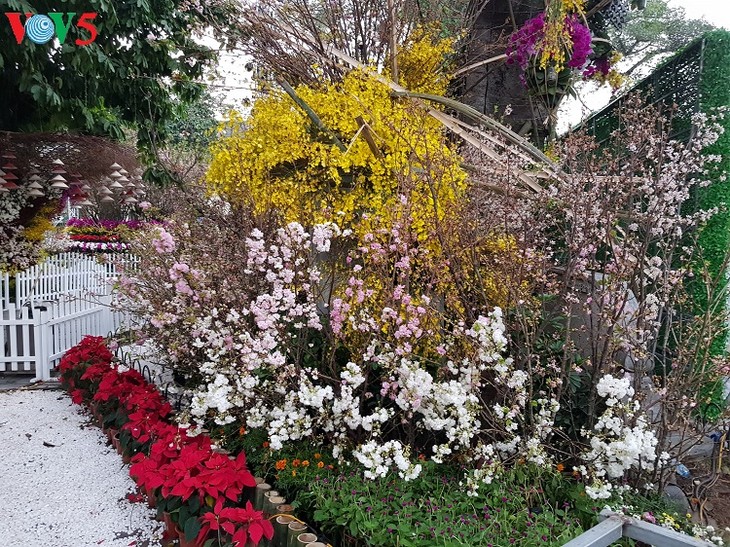 Festival de Flores de Cerezo Japón – Vietnam 2019, nuevo destino en primavera de hanoyenses - ảnh 1