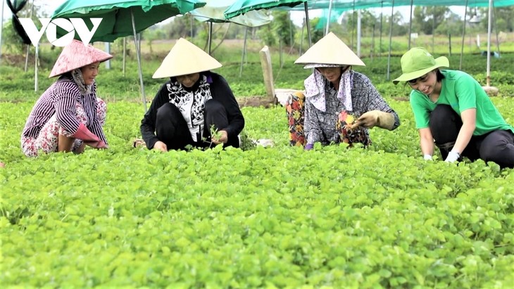 Jóvenes vietnamitas apuestan por la agricultura orgánica para montar sus propios negocios  - ảnh 1