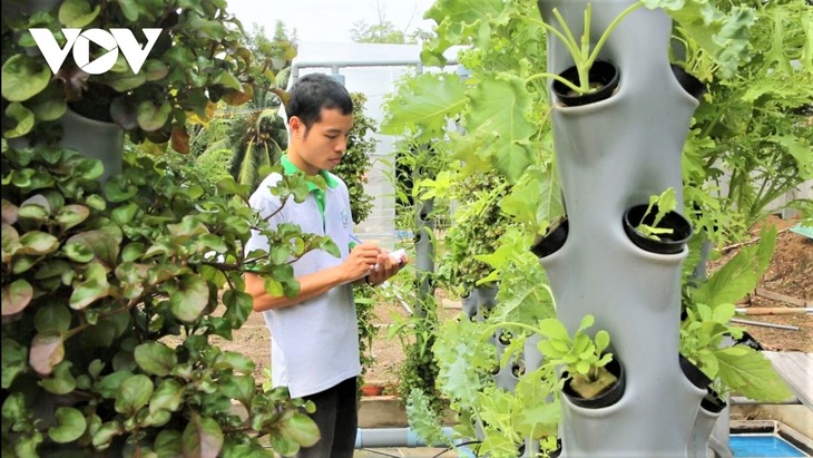 Jóvenes vietnamitas apuestan por la agricultura orgánica para montar sus propios negocios  - ảnh 2