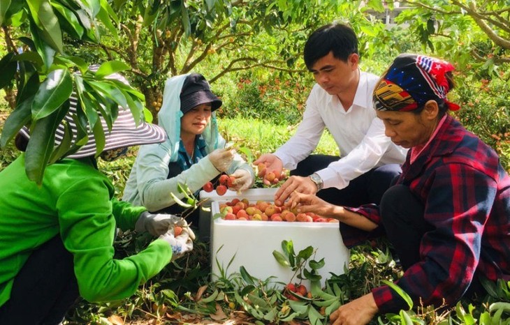 Promueven el consumo de productos agrícolas en el mercado vietnamita - ảnh 1