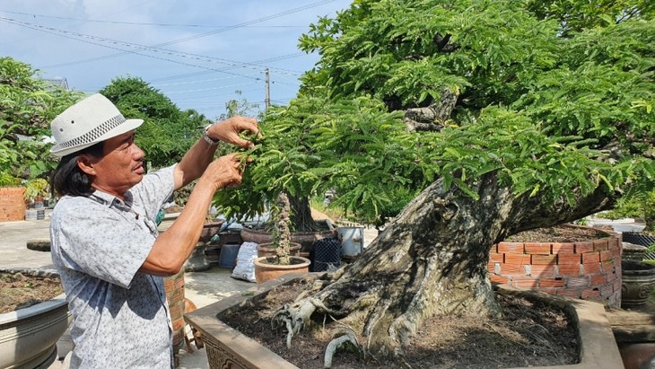 Bui Quoc Nam, “el rey” de los peculiares bonsáis de tamarindo en Vietnam  - ảnh 1