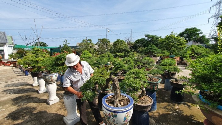 Bui Quoc Nam, “el rey” de los peculiares bonsáis de tamarindo en Vietnam  - ảnh 2