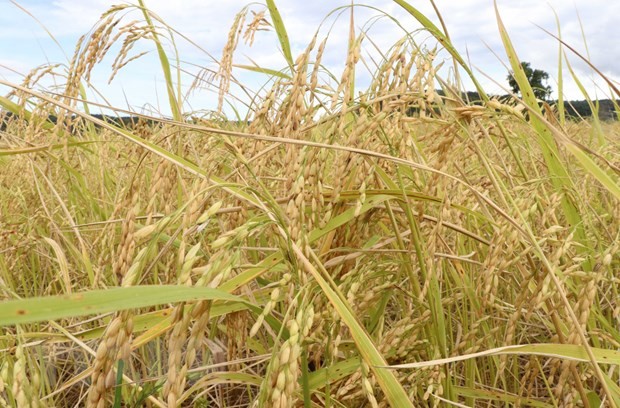 Vietnam y Australia cooperan en el desarrollo de nuevas variedades de arroz - ảnh 1