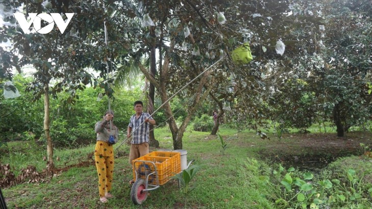 Refuerzan la cooperación para llevar caimitos morados vietnamitas al mercado estadounidense - ảnh 2