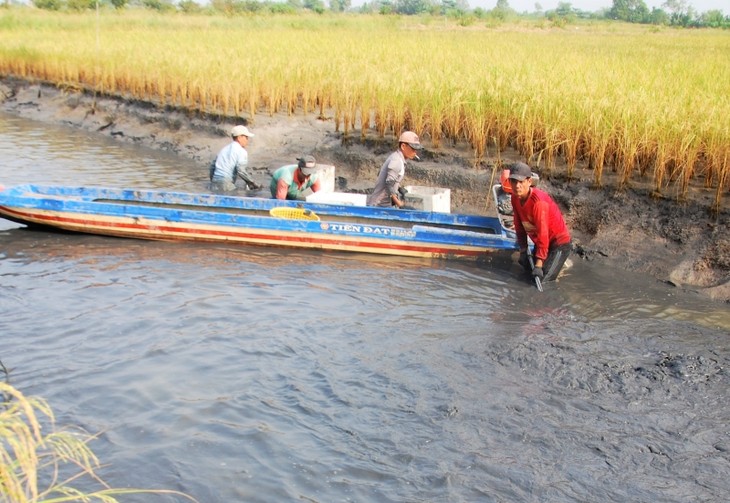 Cultivo combinado de arroz-camarón: un modelo económico sostenible para los campesinos en Ca Mau - ảnh 1