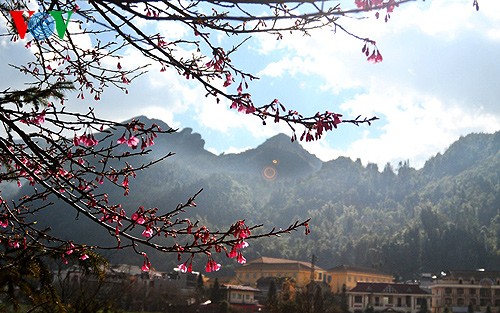 Primavera en la zona montañosa de Tay Bac - ảnh 1
