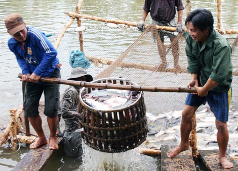 Vietnam proyecta lograr 2 mil millones de dólares de exportación de pescados Tra - ảnh 2