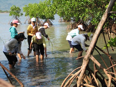 Recorrer bosques de manglares en Khanh Hoa - ảnh 2