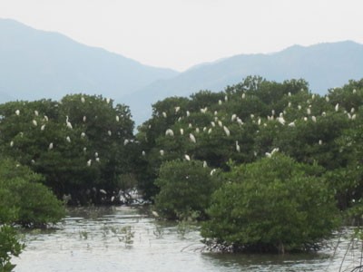 Recorrer bosques de manglares en Khanh Hoa - ảnh 1