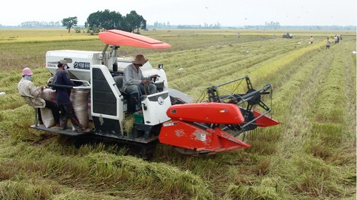 Éxitos del Modelo de cultivo extensivo de arroz en An Giang - ảnh 2