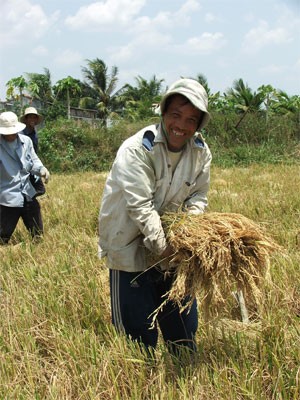 Éxitos del Modelo de cultivo extensivo de arroz en An Giang - ảnh 1