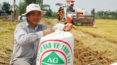 Éxitos del Modelo de cultivo extensivo de arroz en An Giang - ảnh 3