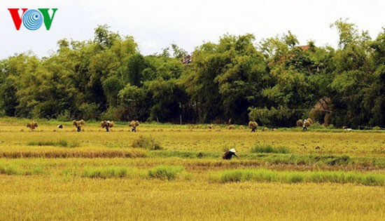 Temporada de cosecha de arroz en Hue - ảnh 1