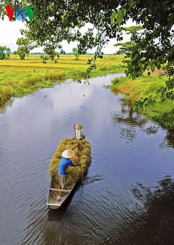 Temporada de cosecha de arroz en Hue - ảnh 4