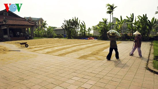 Temporada de cosecha de arroz en Hue - ảnh 10