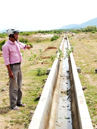 Ninh Thuan aplica nuevos modelos en producción agrícola - ảnh 2