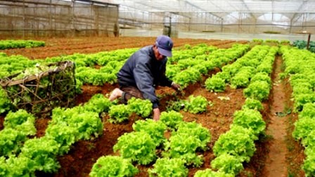 Por mayor eficiencia de la gestión estatal en agricultura de Vietnam - ảnh 1