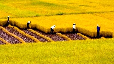 Eficiencia del cultivo extensivo en la construcción de nuevo campo en Vietnam - ảnh 1