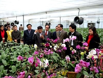 Ejemplifica éxito de nuevo campo Cooperativa de floricultura de Thuy Huong - ảnh 2